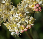 Filipendula vulgaris (Knoldet mjødurt)