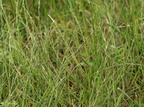 Glyceria declinata (Tandet Sødgræs)