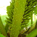 Gunnera manicata (Mammutblad)