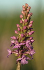 Gymnadenia conopsea ssp. conopsea (Langakset trådspore)