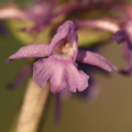 Gymnadenia conopsea ssp. conopsea (Langakset trådspore)