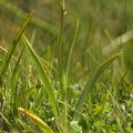 Gymnadenia conopsea ssp. densiflora (Tætblomstret trådspore)
