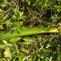 Gymnadenia conopsea ssp. densiflora (Tætblomstret trådspore)
