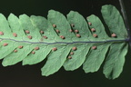 Gymnocarpium dryopteris (Tredelt Egebregne)