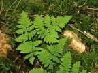 Gymnocarpium dryopteris (Tredelt egebregne)