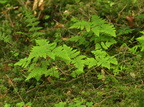 Gymnocarpium dryopteris (Tredelt egebregne)