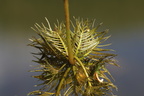 Hottonia palustris (Vandrøllike)