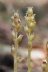 Monotropa hypopitys ssp hypophegea (Glat snylterod)