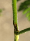 Myrrhis odorata (Sødskærm)