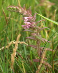 Odontites litoralis ssp. litoralis (Strand-rødtop)