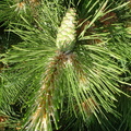 Pinus_nigra_OEstrigsk_fyr_10062007_002.JPG