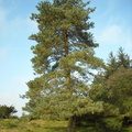 Pinus_sylvestris_Skovfyr_26092011_Roerbaek_Soe_1.JPG