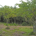 Prunus serotina (Glansbladet hæg)