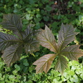Rodgersia podophylla (Almindelig bronzeblad)