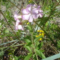 Saponaria officinalis (Almindelig sæbeurt)