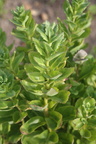 Sedum telephium ssp maximum (Almindelig Sankthansurt)