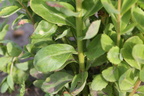 Sedum telephium ssp maximum (Almindelig Sankthansurt)