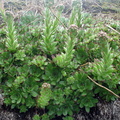 Sempervivum tectorum (Almindelig husløg)