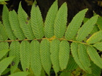 Sorbaria sorbifolia (Almindelig Tusindtop)