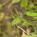 Spergula arvensis (Almindelig Spergel)