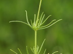 Spergula arvensis (Almindelig Spergel)