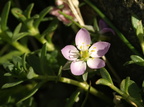Spergularia salina (Kødet hindeknæ)