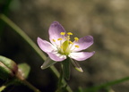 Spergularia salina (Kødet hindeknæ)