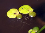 Spirodela polyrhiza (Stor andemad)