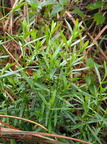 Stellaria palustris (Kær-Fladstjerne)