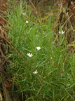 Stellaria palustris (Kær-Fladstjerne)