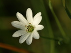 Stellaria palustris (Kær-fladstjerne)