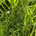 Stellaria palustris (Kær-fladstjerne)