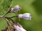 Symphytum x uplandicum (Foder-kulsukker)