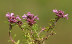Thymus serpyllum (Smalbladet Timian)