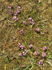 Thymus serpyllum (Smalbladet timian)