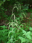 Bromopsis benekenii (Tidlig skov-hejre)