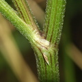 Torilis japonica (Hvas randfrø)