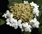 Viburnum opulus (Kvalkved)