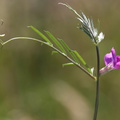 Vicia sativa ssp. nigra (Smalbladet vikke)