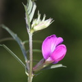 Vicia sativa ssp. nigra (Smalbladet vikke)