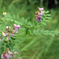 Vicia cassubica (Kassubisk vikke)