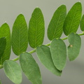Vicia cassubica (Kassubisk vikke)