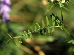 Vicia cracca (Muse-vikke)