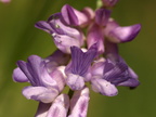 Vicia cracca (Muse-vikke)