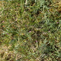 Vicia lathyroides (Vår-vikke)
