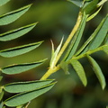Vicia orobus (Lyng-vikke)
