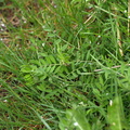 Vicia sativa ssp. sativa (Foder-vikke)