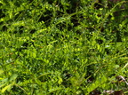 Vicia sylvatica (Skov-vikke)