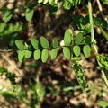 Vicia sylvatica (Skov-vikke)
