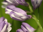 Vicia tenuifolia (Langklaset vikke)